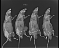 小动物X光片.jpg